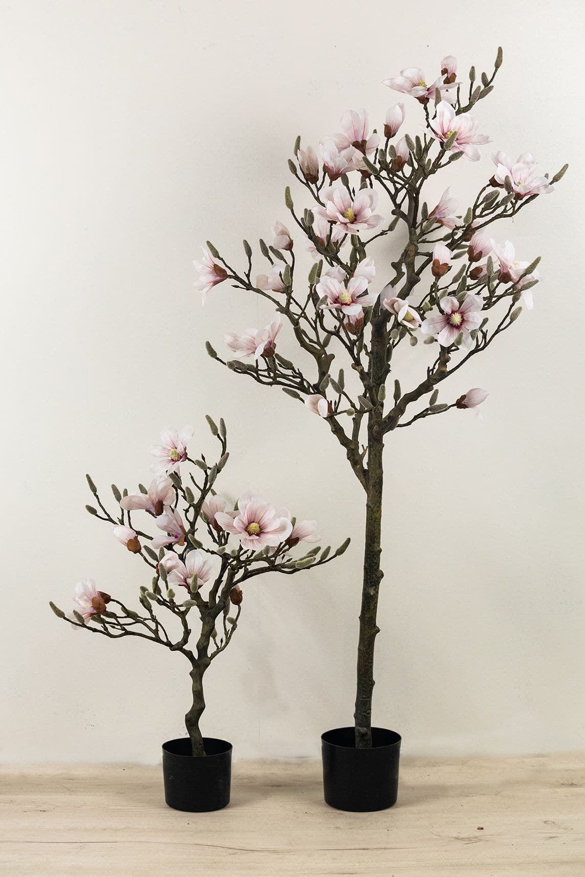 Magnolia træ 170 cm